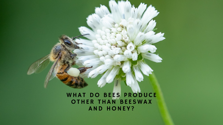 WHAT DO BEES PRODUCE OTHER THAN BEESWAX AND HONEY?